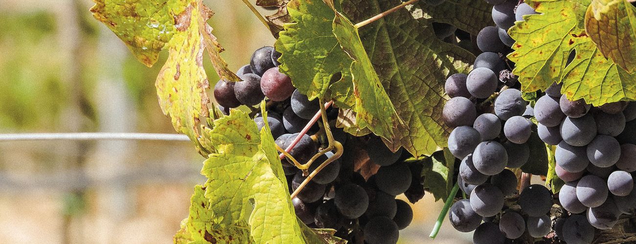 Nero d’Avola Nero d'Avola